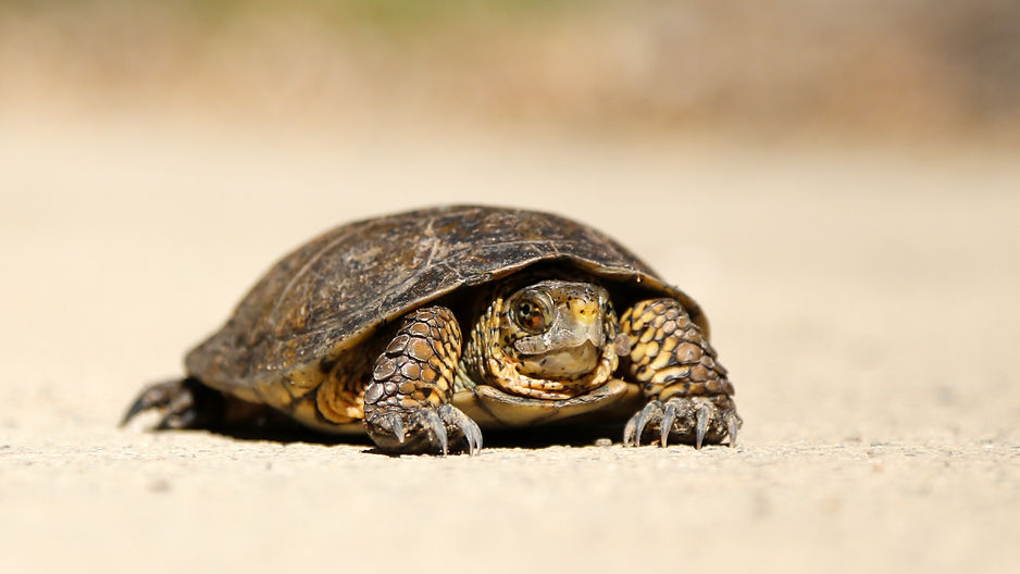 tortue qui illustre l'idée de lenteur